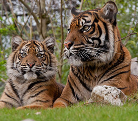 Burgers Zoo Arrangement 3 dagen_3